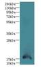 Trafficking Protein Particle Complex 6B antibody, LS-C398894, Lifespan Biosciences, Western Blot image 