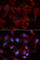 Plakophilin 2 antibody, A5507, ABclonal Technology, Immunofluorescence image 