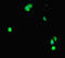 Signal Transducer And Activator Of Transcription 2 antibody, LS-C679659, Lifespan Biosciences, Immunofluorescence image 