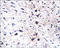 Myelin Associated Glycoprotein antibody, 250518, Abbiotec, Immunohistochemistry paraffin image 