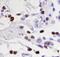 Growth Factor Receptor Bound Protein 2 antibody, AF3846, R&D Systems, Immunohistochemistry frozen image 