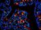 Eukaryotic Translation Initiation Factor 3 Subunit E antibody, orb330533, Biorbyt, Immunofluorescence image 