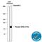 Discoidin Domain Receptor Tyrosine Kinase 2 antibody, MAB25382, R&D Systems, Western Blot image 