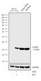 Vesicle-associated membrane protein 1 antibody, 711822, Invitrogen Antibodies, Western Blot image 