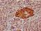 Succinate Dehydrogenase Complex Assembly Factor 2 antibody, LS-C681270, Lifespan Biosciences, Immunohistochemistry paraffin image 