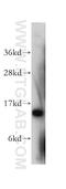 Putative beta-glucuronidase-like protein SMA3 antibody, 10318-1-AP, Proteintech Group, Western Blot image 