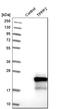 Tubulin Polymerization Promoting Protein Family Member 2 antibody, HPA004120, Atlas Antibodies, Western Blot image 