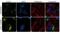 Lysyl Oxidase Like 2 antibody, 711729, Invitrogen Antibodies, Immunocytochemistry image 