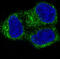 COX2 antibody, M00084, Boster Biological Technology, Immunofluorescence image 