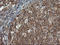 Phosphatidylinositol-4,5-Bisphosphate 3-Kinase Catalytic Subunit Gamma antibody, LS-C174250, Lifespan Biosciences, Immunohistochemistry frozen image 