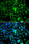 Nucleosome Assembly Protein 1 Like 3 antibody, 22-779, ProSci, Immunofluorescence image 