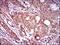 Dynactin Subunit 4 antibody, NBP2-37399, Novus Biologicals, Immunohistochemistry frozen image 