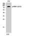 Ribosomal Protein S6 Kinase A5 antibody, STJ90951, St John