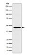 Apolipoprotein A4 antibody, M01973-1, Boster Biological Technology, Western Blot image 