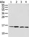 Membrane Magnesium Transporter 1 antibody, PA5-51190, Invitrogen Antibodies, Western Blot image 