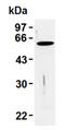 Vimentin antibody, ADI-KAM-CC250-E, Enzo Life Sciences, Western Blot image 