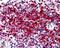 Arginase 1 antibody, 45-279, ProSci, Western Blot image 
