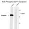 Synapsin I antibody, GTX82589, GeneTex, Western Blot image 