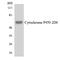 Cytochrome P450 Family 2 Subfamily D Member 6 antibody, LS-C291859, Lifespan Biosciences, Western Blot image 