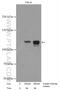 HIF1-alpha antibody, 20960-1-AP, Proteintech Group, Western Blot image 