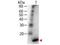 IL-4 antibody, TA319287, Origene, Western Blot image 
