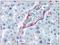 Endoglin antibody, AP08512PU-N, Origene, Immunohistochemistry frozen image 