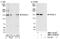 RAS Protein Activator Like 2 antibody, NBP1-19150, Novus Biologicals, Western Blot image 