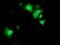 Signal Transducer And Activator Of Transcription 4 antibody, NBP2-00851, Novus Biologicals, Immunofluorescence image 