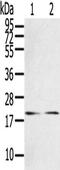 RAS Related antibody, CSB-PA663638, Cusabio, Western Blot image 