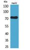 Lymphocyte Antigen 9 antibody, STJ96636, St John