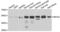 Hepatocyte Nuclear Factor 4 Alpha antibody, abx001697, Abbexa, Western Blot image 