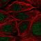 Pre-MRNA Processing Factor 38A antibody, NBP2-33673, Novus Biologicals, Immunofluorescence image 