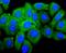 Insulin Like Growth Factor 2 antibody, NBP2-67915, Novus Biologicals, Immunofluorescence image 