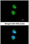 Calcium/Calmodulin Dependent Protein Kinase ID antibody, PA5-21643, Invitrogen Antibodies, Immunofluorescence image 