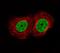ATPase Family AAA Domain Containing 2 antibody, NBP2-14786, Novus Biologicals, Immunofluorescence image 