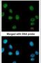 RuvB Like AAA ATPase 2 antibody, PA5-29871, Invitrogen Antibodies, Immunofluorescence image 