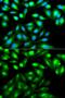 Ras Homolog Family Member C antibody, GTX55782, GeneTex, Immunofluorescence image 