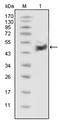 p53 antibody, AM06330SU-N, Origene, Western Blot image 