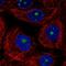 Tripartite Motif Containing 52 antibody, HPA056819, Atlas Antibodies, Immunofluorescence image 