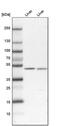 Renin Binding Protein antibody, PA5-51387, Invitrogen Antibodies, Western Blot image 