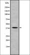 Trace amine-associated receptor 3 antibody, orb337519, Biorbyt, Western Blot image 