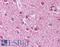 mATG9 antibody, LS-B661, Lifespan Biosciences, Immunohistochemistry paraffin image 