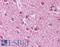 Autophagy Related 9A antibody, LS-B661, Lifespan Biosciences, Immunohistochemistry paraffin image 