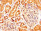 Relaxin receptor 2 antibody, CSB-PA819908LA01HU, Cusabio, Immunohistochemistry frozen image 