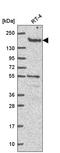 DOT1 Like Histone Lysine Methyltransferase antibody, HPA071217, Atlas Antibodies, Western Blot image 