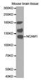 Neural Cell Adhesion Molecule 1 antibody, MBS125304, MyBioSource, Western Blot image 