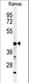 Beta-1,3-Galactosyltransferase 6 antibody, LS-C156705, Lifespan Biosciences, Western Blot image 