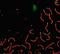 Synaptonemal Complex Protein 1 antibody, PA1-46254, Invitrogen Antibodies, Immunocytochemistry image 