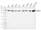 Hypoxia Up-Regulated 1 antibody, A04934-2, Boster Biological Technology, Western Blot image 