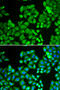 Protein Phosphatase 4 Catalytic Subunit antibody, 15-048, ProSci, Immunofluorescence image 